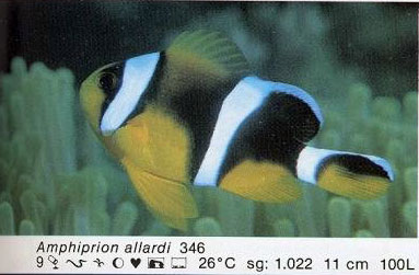 Amphiprion allardi